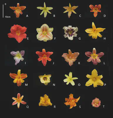 Trait diversity in the genus Hemerocallis. Plants can be caracterised by many different traits, all of which can be assigned numerical values:  Flower colour, specific leaf area, seed mass, Plant nitrogen fixation capacity, Leaf shape, Flower sex, plant woodiness. Source: [H Cui et al. 2019](https://doi.org/10.1371/journal.pone.0216460)